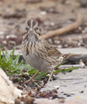 Lincolns Sparrow 7852